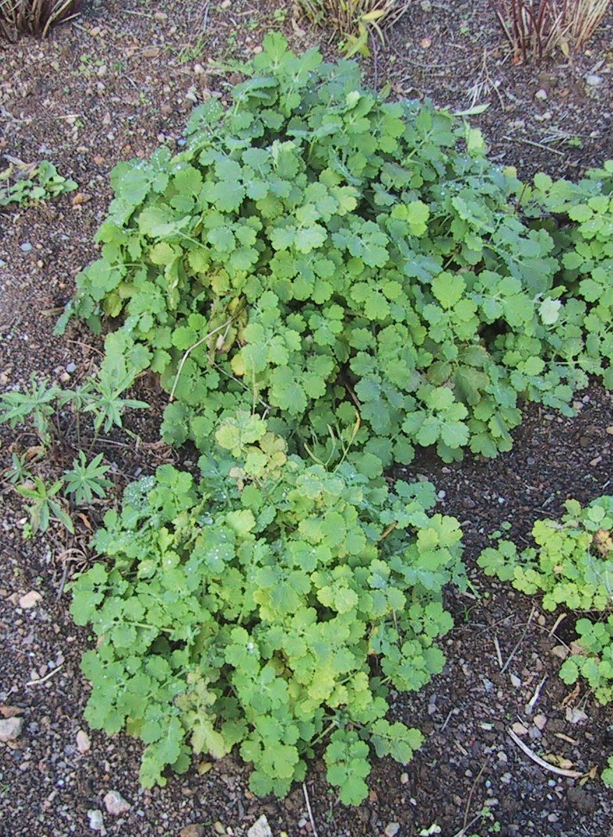 Chelidonium majus (Greater celandine)