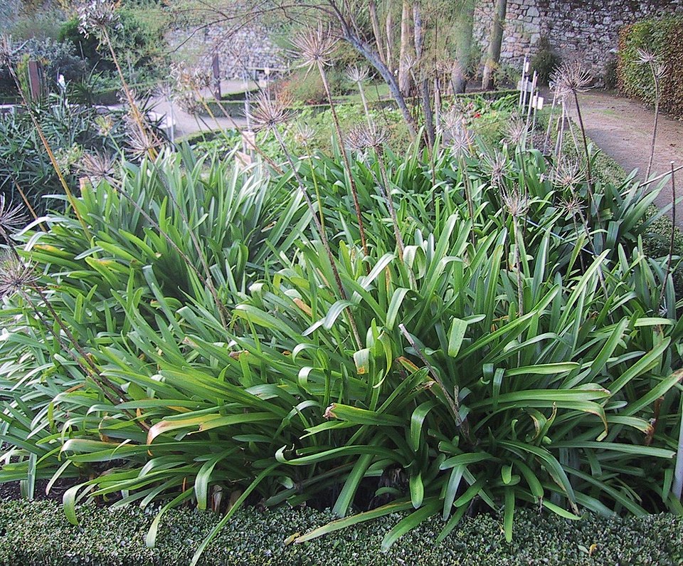 Agapanthus praecox (blue lily)