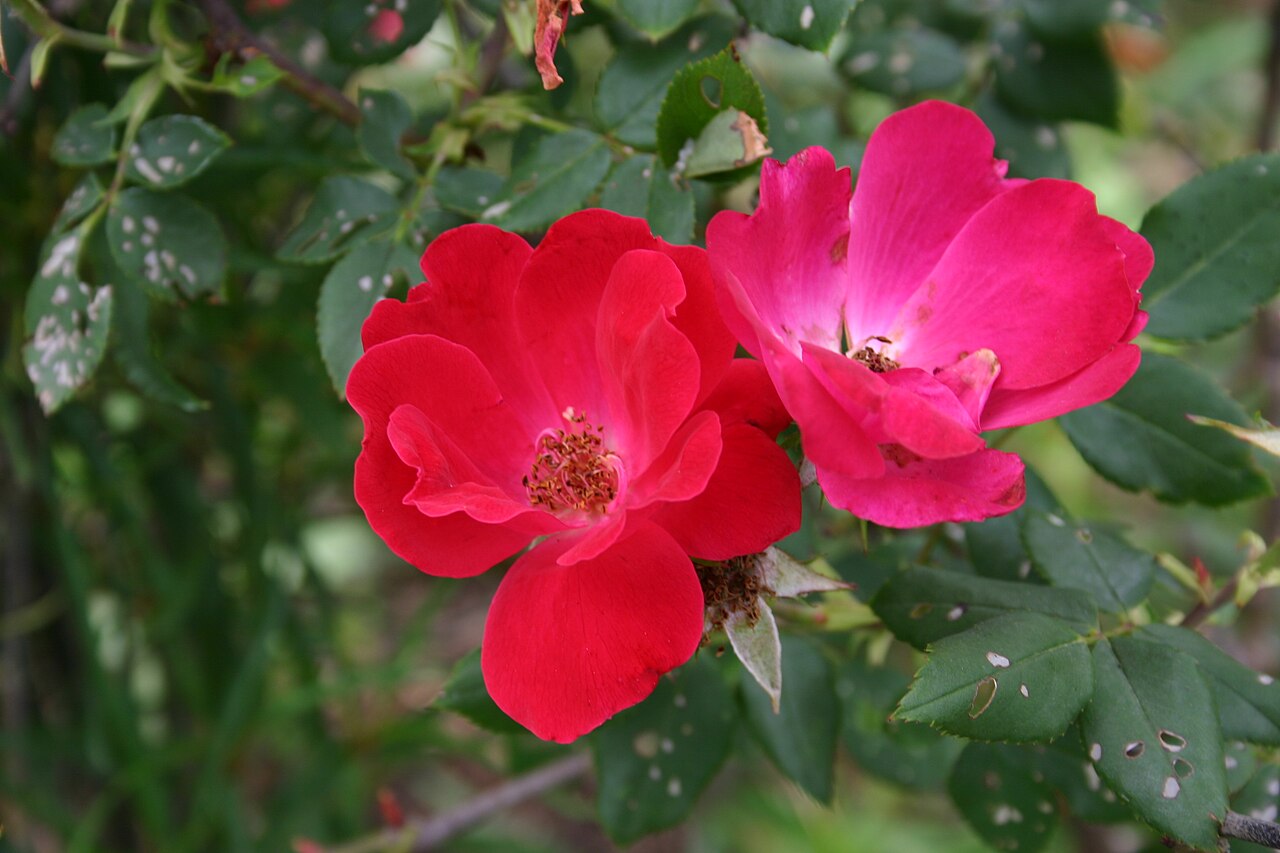 Rosa 'Knock Out', Knock Out rose — mounding deciduous (Rosaceae) (image 1 of 10)