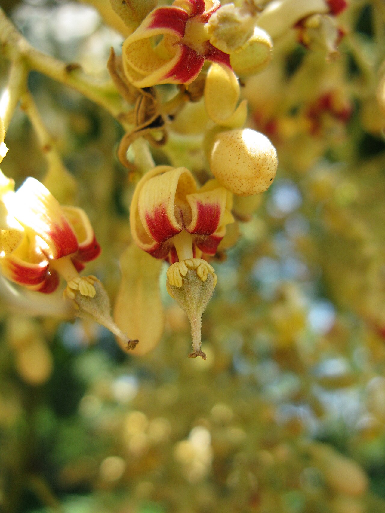 Firmiana simplex, Chinese parasol tree — upright deciduous (Malvaceae) (image 8 of 10)