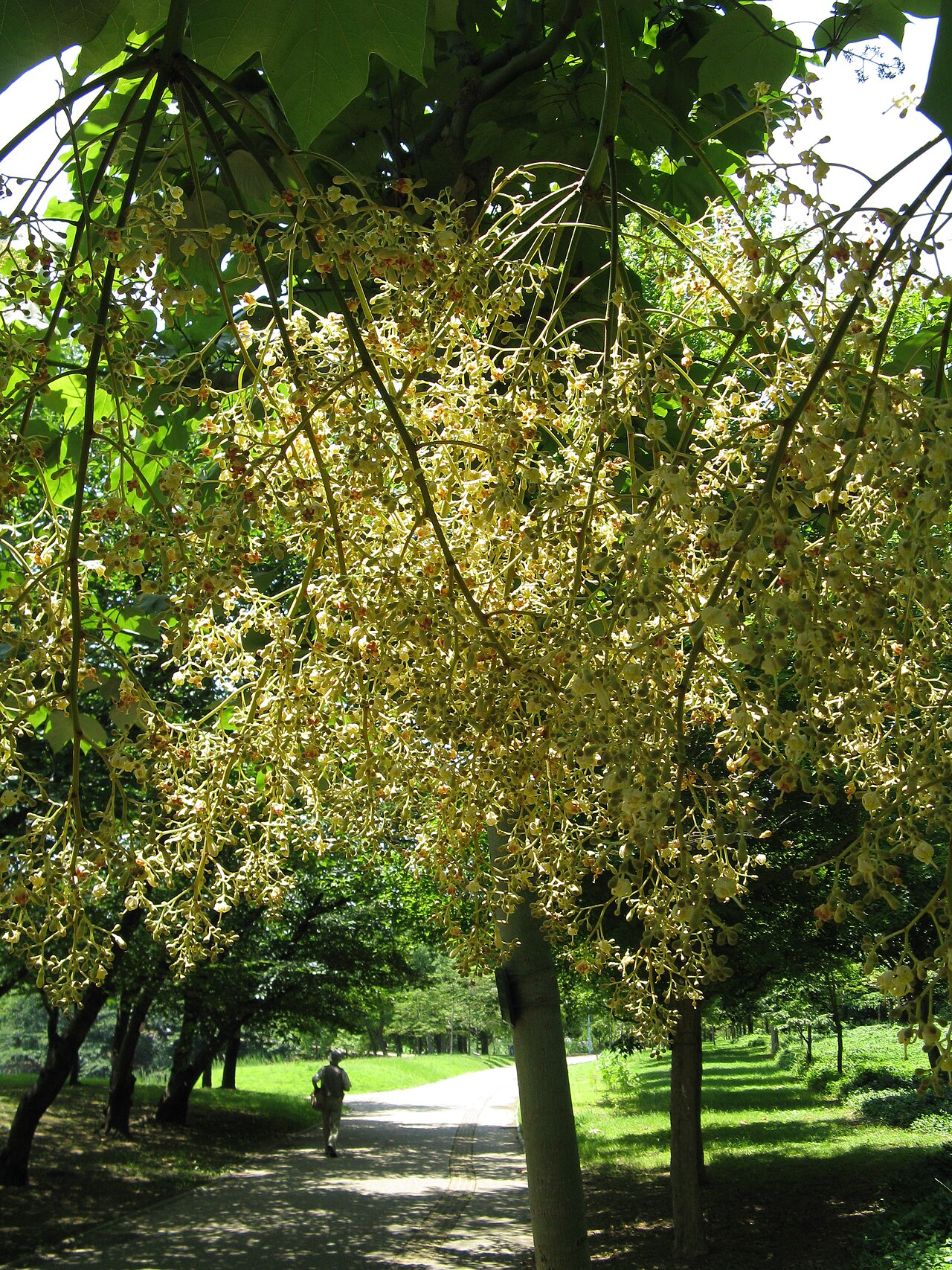 Firmiana simplex, Chinese parasol tree — upright deciduous (Malvaceae) (image 9 of 10)