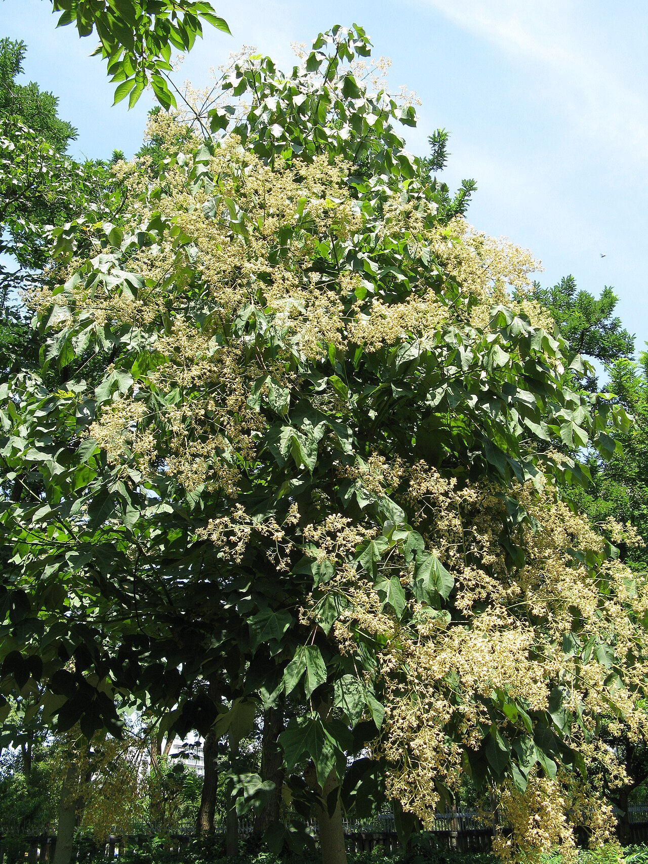 Firmiana simplex, Chinese parasol tree — upright deciduous (Malvaceae) (image 10 of 10)