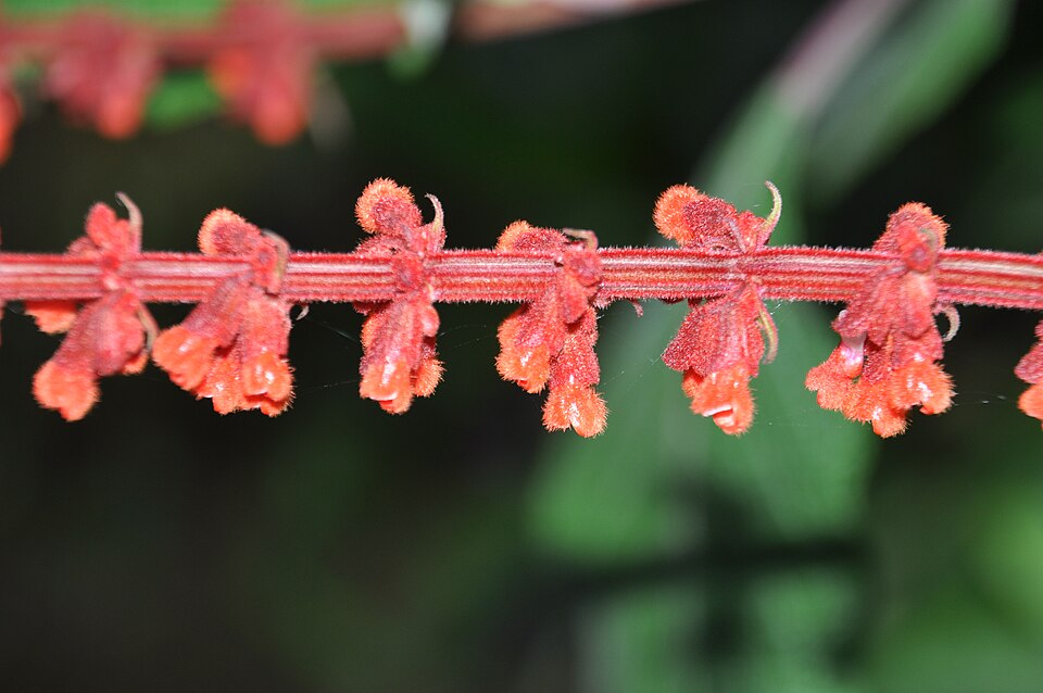 Salvia confertiflora (alternate view 7)