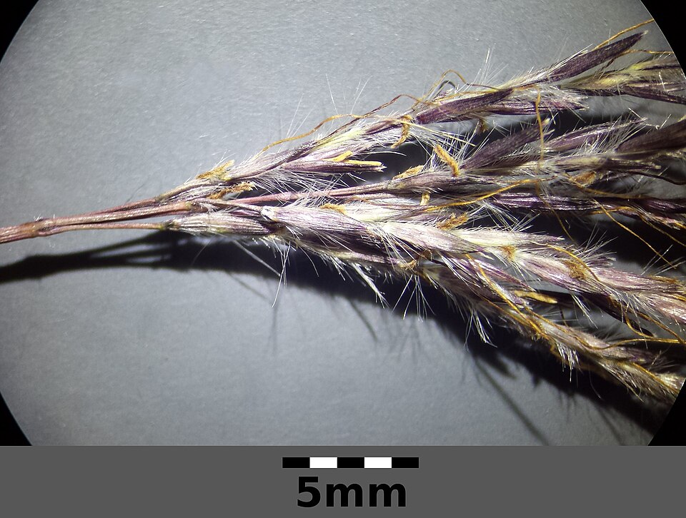 Bothriochloa ischaemum (King Ranch bluestem) (alternate view 6)