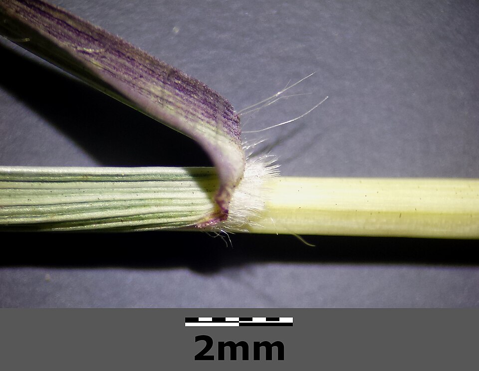Bothriochloa ischaemum (King Ranch bluestem) (alternate view 7)