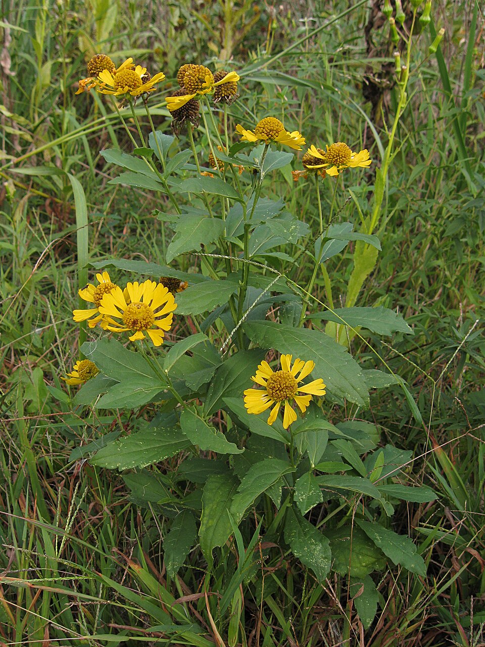 Helenium autumnale (Sneezeweed) (alternate view 5)