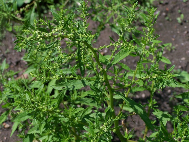 Dysphania ambrosioides (Mexican tea) (alternate view 8)