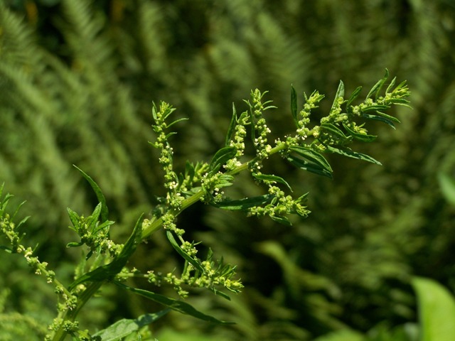 Dysphania ambrosioides (Mexican tea) (alternate view 9)