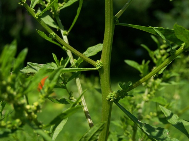 Dysphania ambrosioides (Mexican tea) (alternate view 10)