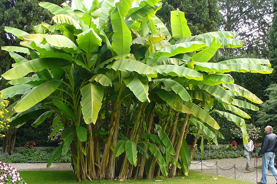 Musa acuminata (Dwarf Banana Plant) (alternate view 5)