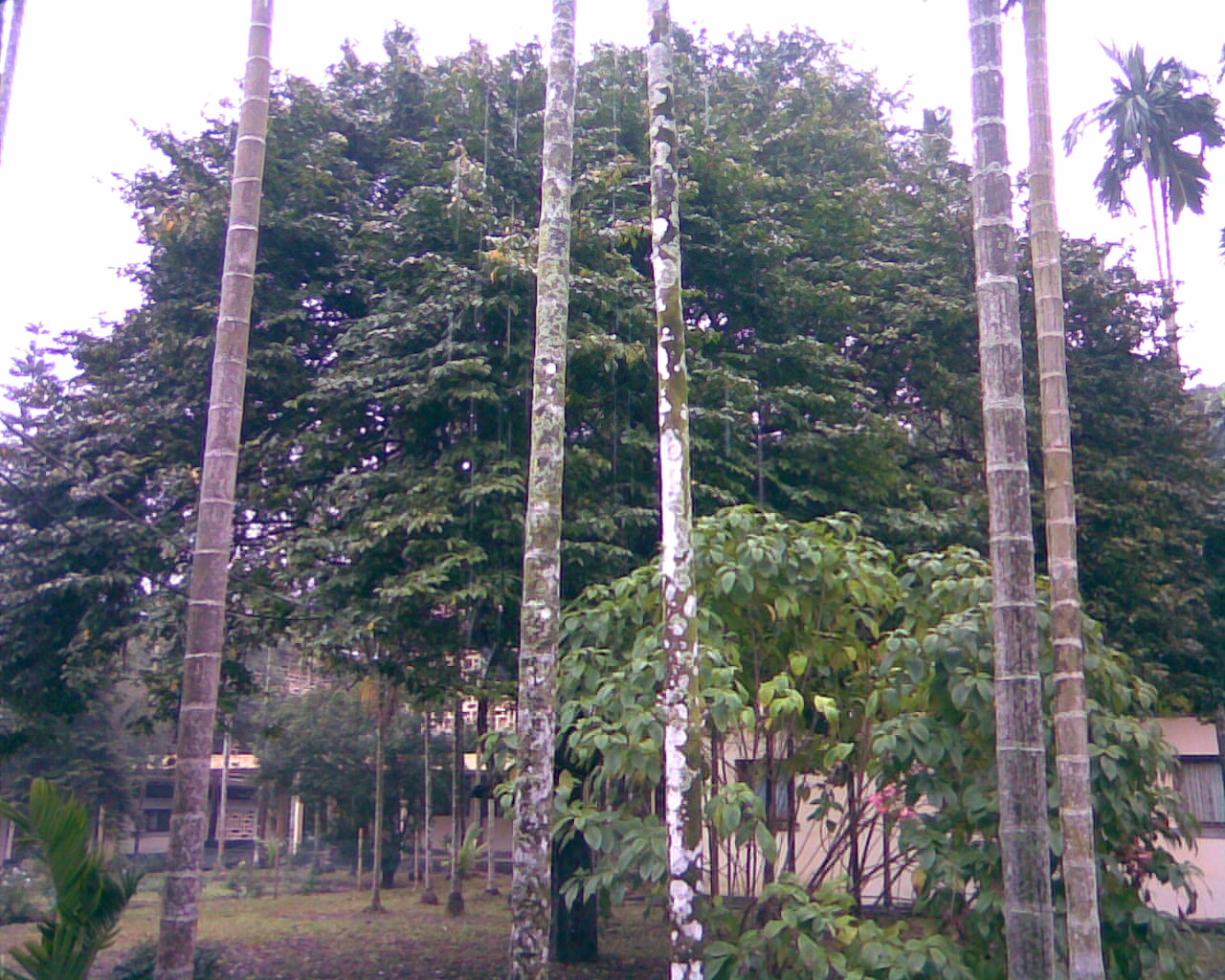 Litchi chinensis, Lychee — spreading evergreen (Sapindaceae) (image 3 of 10)