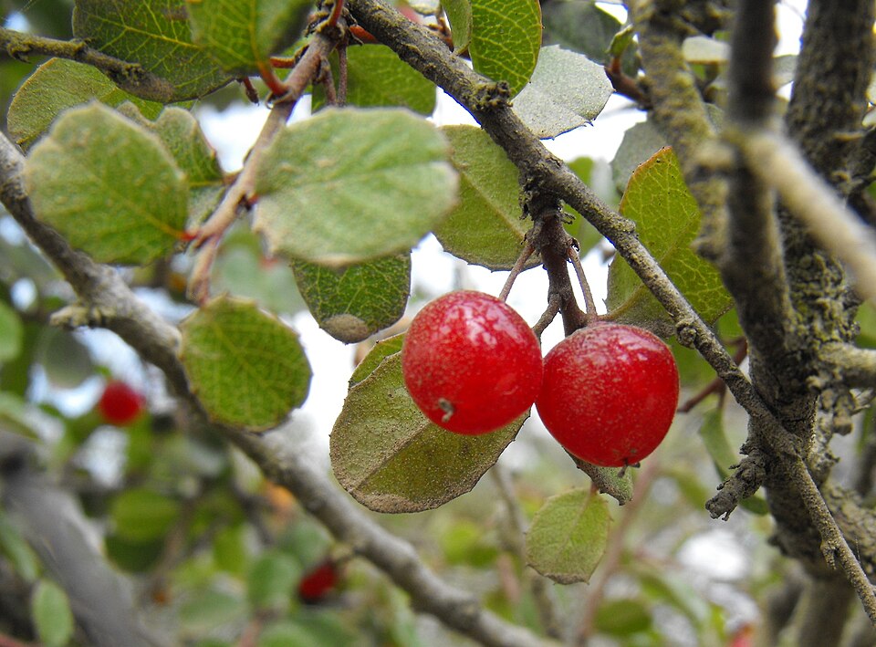 Rhamnus crocea (Redberry Buckthorn) (alternate view 4)