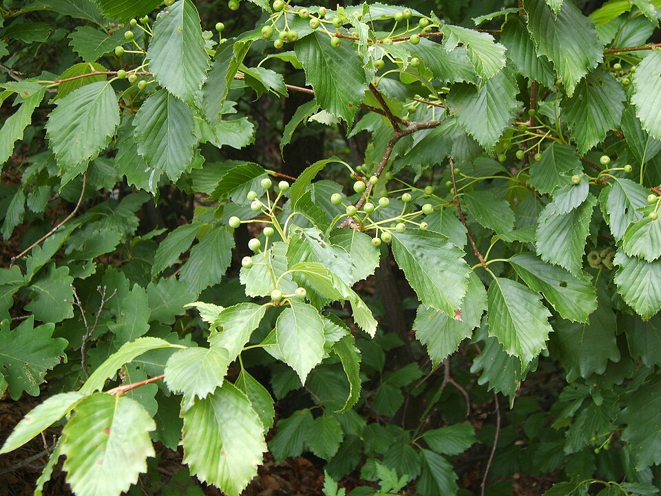 Sorbus alnifolia (Korean Mountain Ash) (alternate view 3)