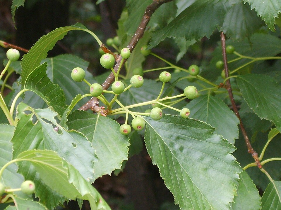Sorbus alnifolia (Korean Mountain Ash) (alternate view 4)