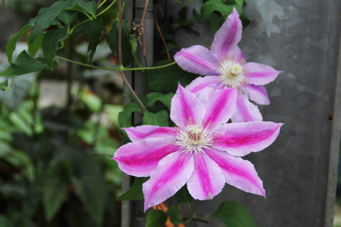 Clematis florida, Passion flower clematis — climbing semi-evergreen (Ranunculaceae) (image 2 of 6)