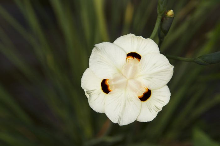 Dietes bicolor (Yellow Fortnight Lily) (alternate view 5)