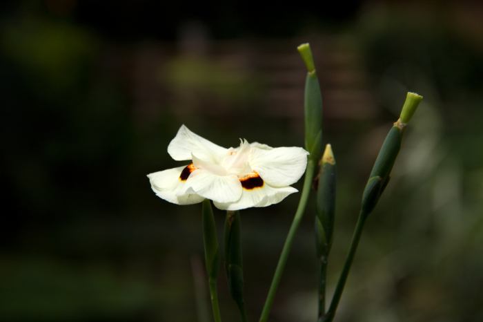 Dietes bicolor (Yellow Fortnight Lily) (alternate view 6)