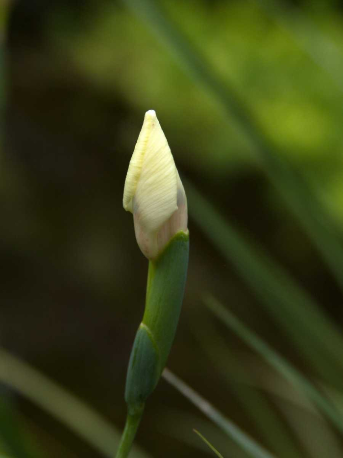 Dietes bicolor (Yellow Fortnight Lily) (alternate view 7)