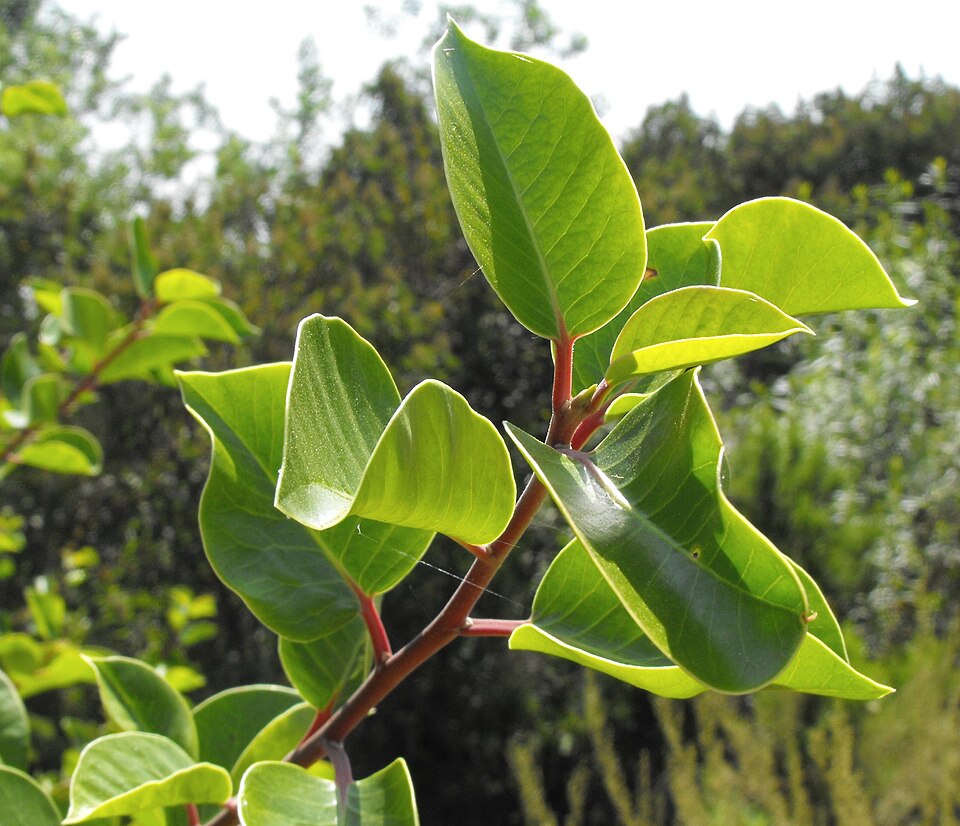 Rhus ovata (sugar bush) (alternate view 8)