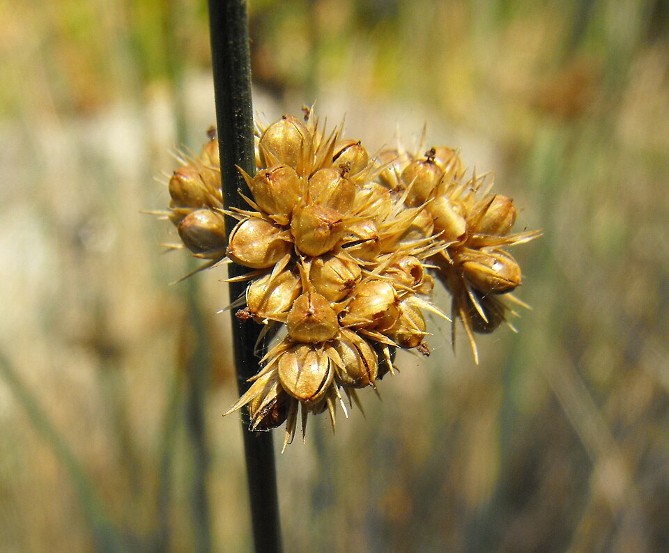 Juncus patens (Spreading Rush) (alternate view 5)