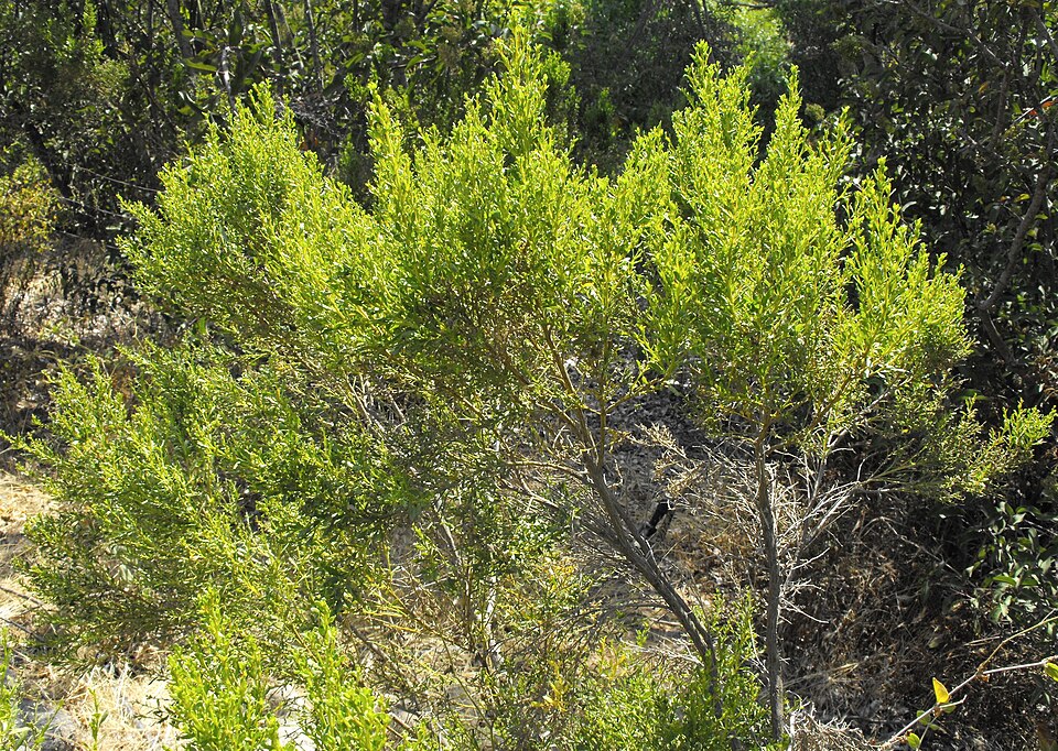 Baccharis sarothroides (Desert Broom) (alternate view 7)