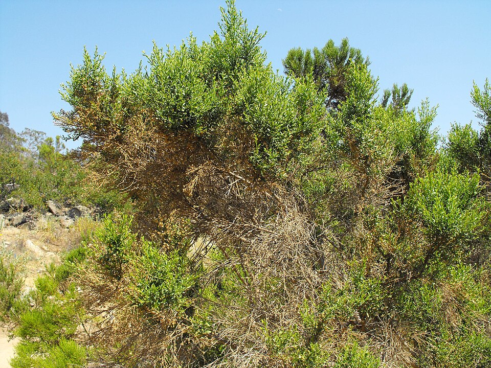 Baccharis pilularis (Coyote Brush) (alternate view 7)