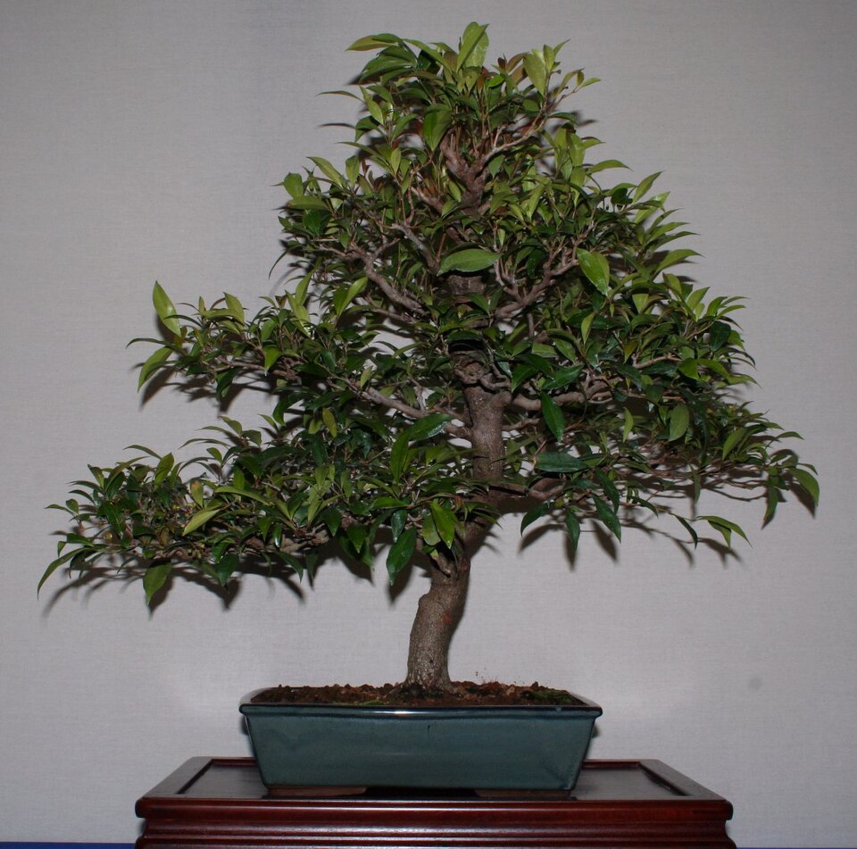 Syzygium smithii (Lilly Pilly) (alternate view 6)