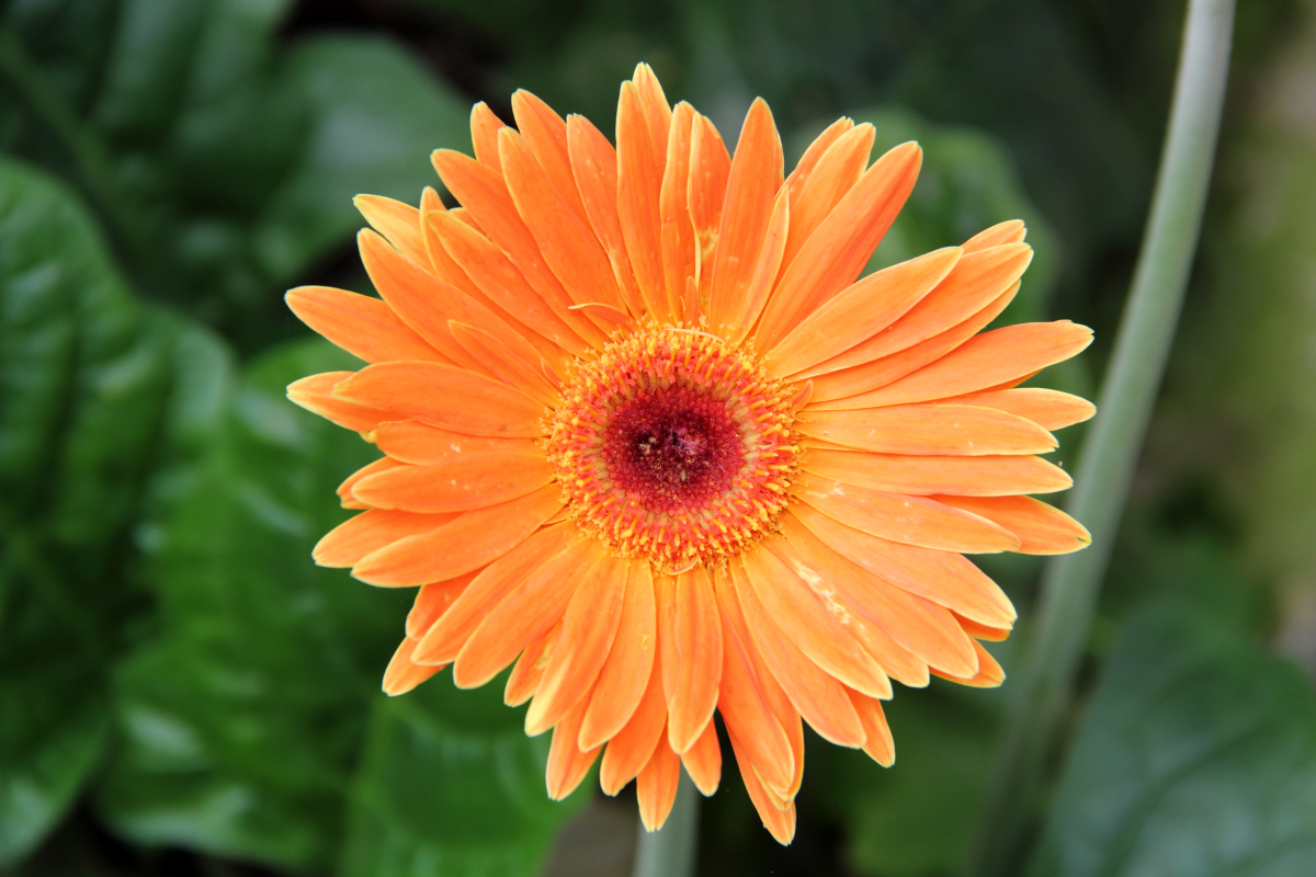 Gerbera jamesonii, Barberton daisy — clumping evergreen (Asteraceae) (image 4 of 10)