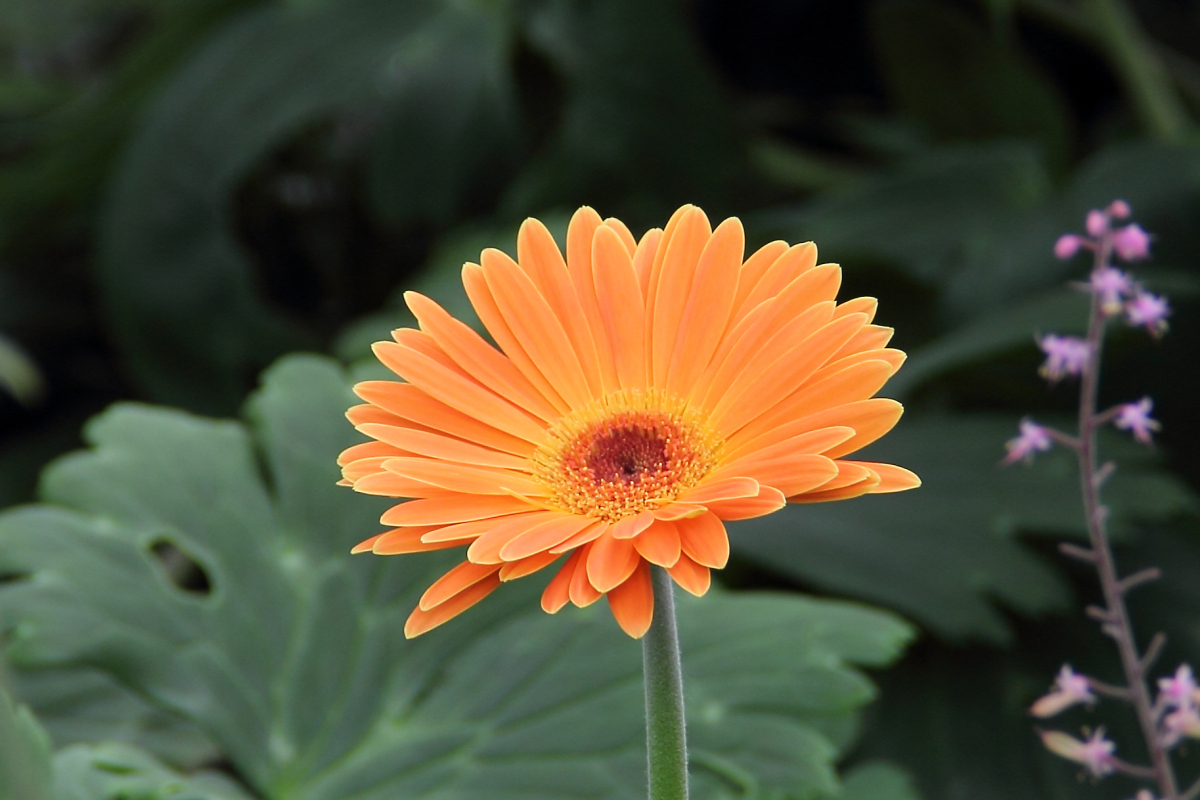 Gerbera jamesonii, Barberton daisy — clumping evergreen (Asteraceae) (image 5 of 10)