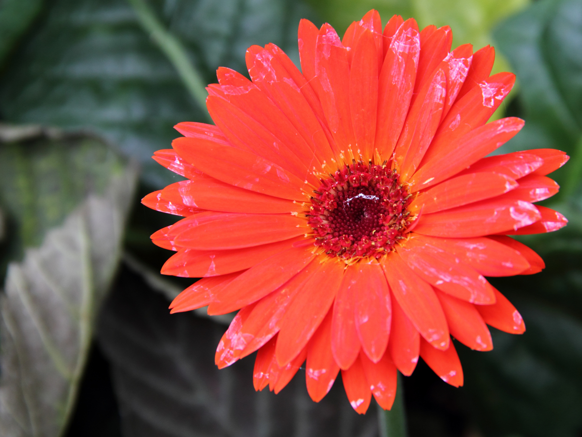 Gerbera jamesonii, Barberton daisy — clumping evergreen (Asteraceae) (image 6 of 10)