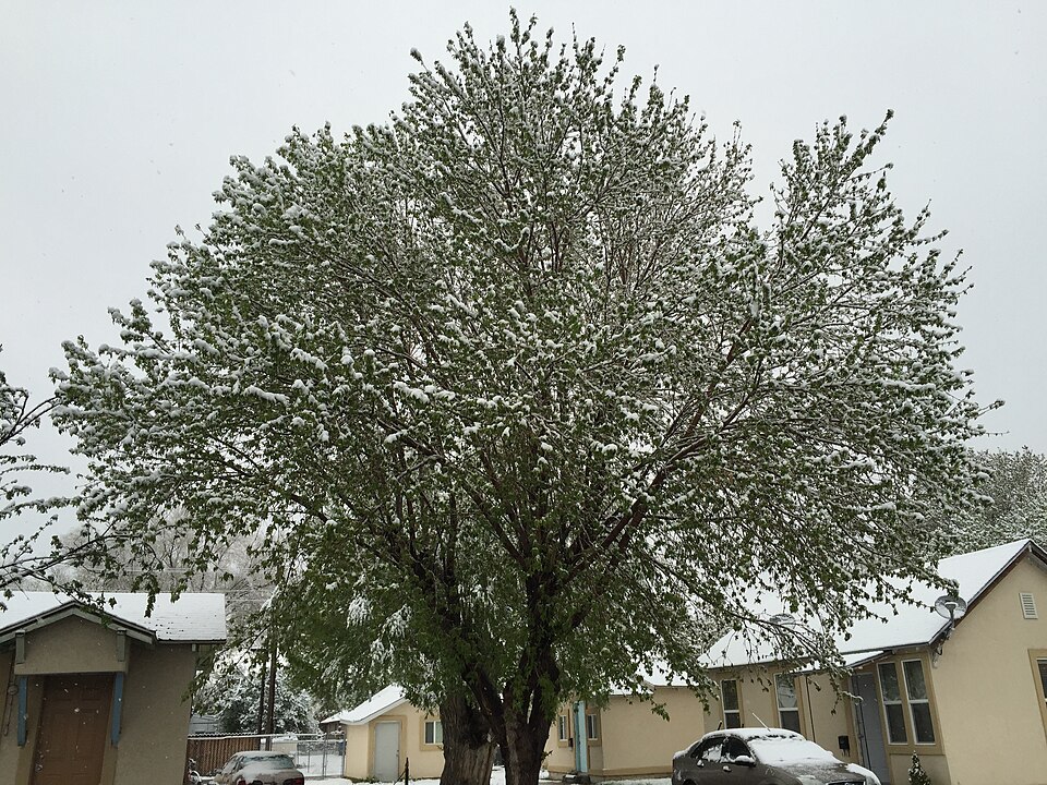 Acer negundo (Box Elder)