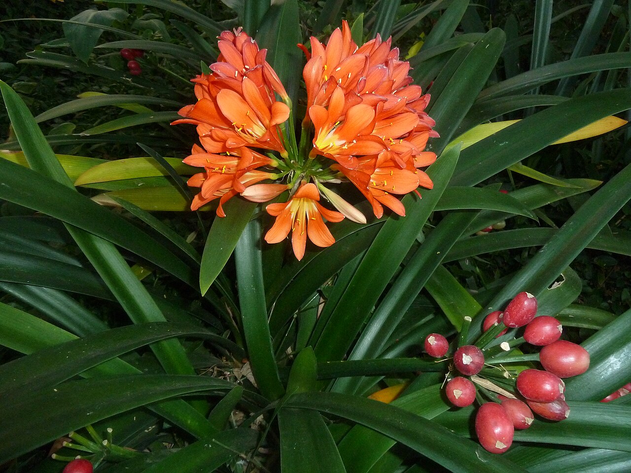 Clivia miniata, Clivia — clumping evergreen (Amaryllidaceae) (image 9 of 10)
