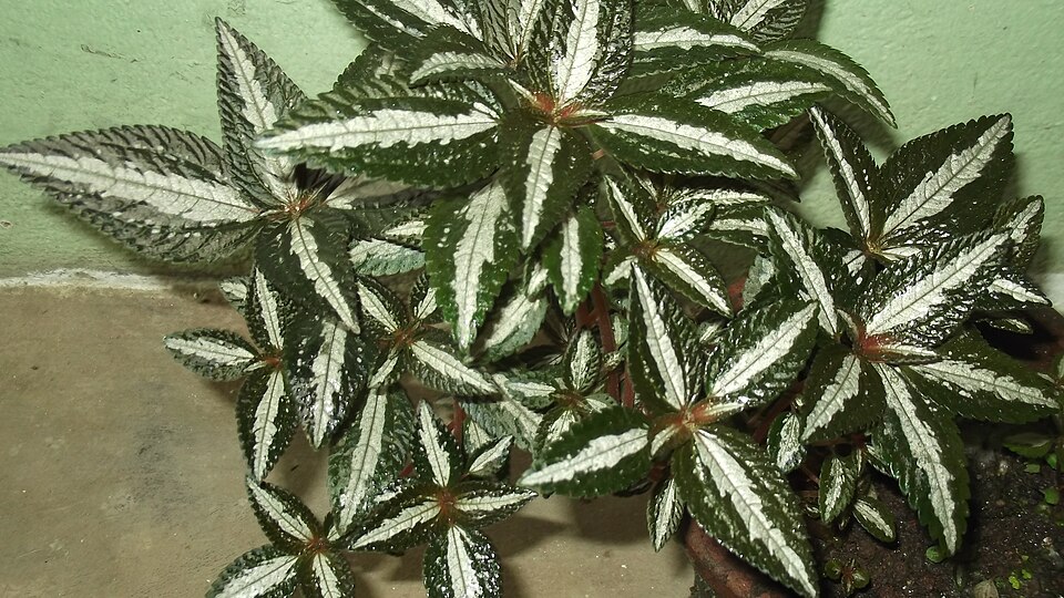 Pilea (Clearweeds)