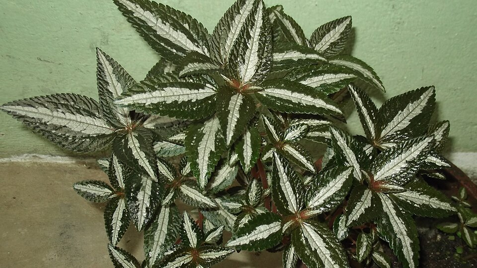 Pilea (Clearweeds) (alternate view 2)