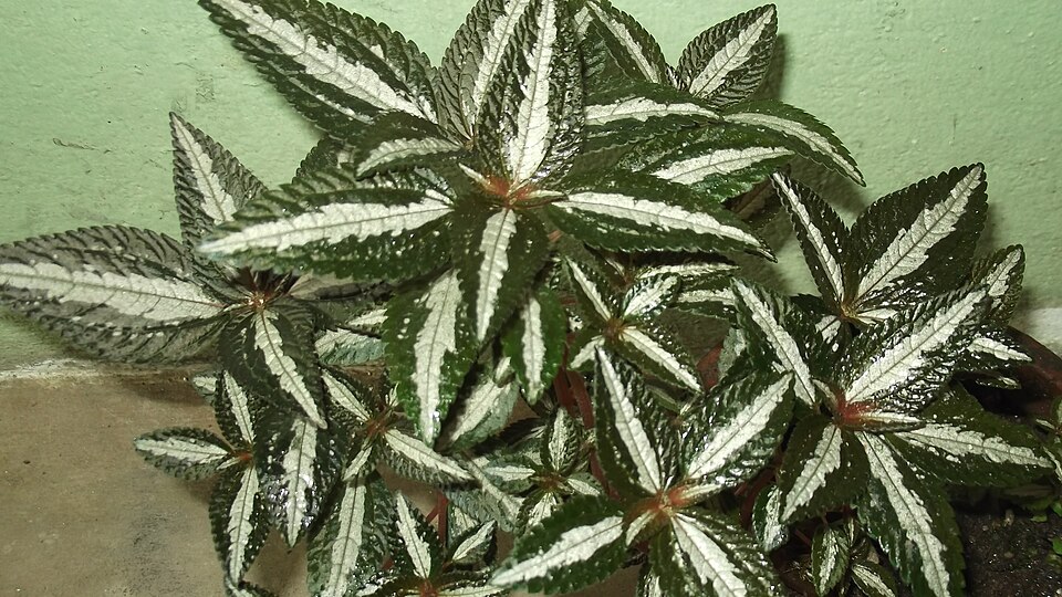 Pilea (Clearweeds) (alternate view 3)