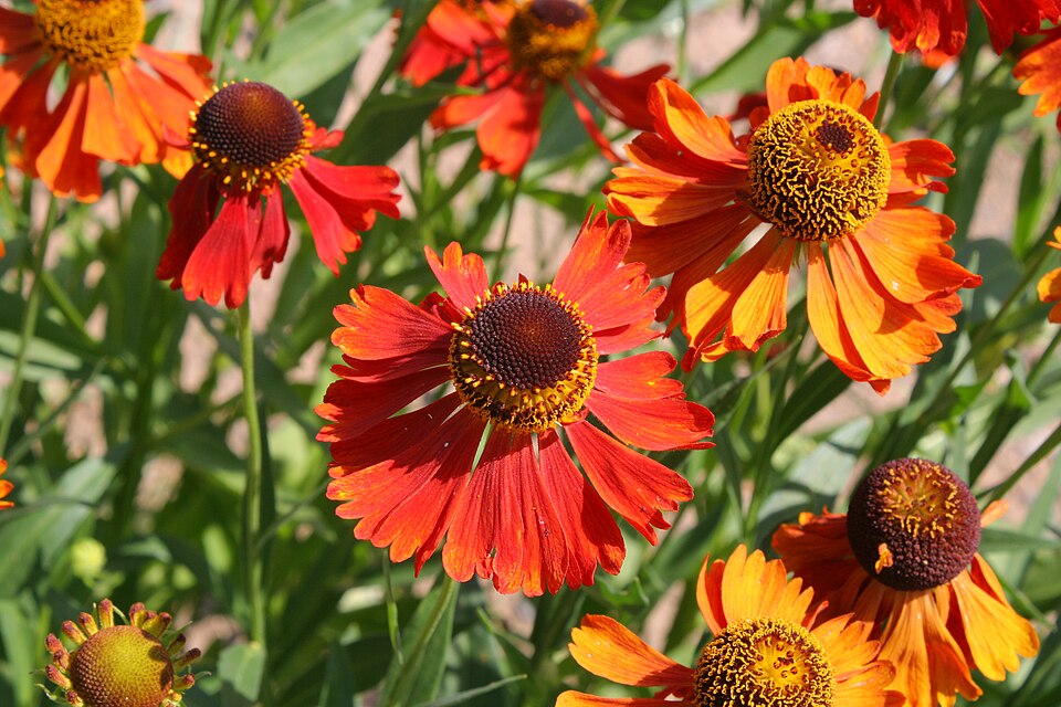 Helenium 'Moerheim Beauty' (Moerheim Beauty Sneezeweed)