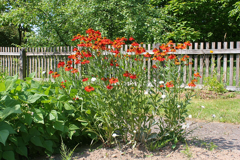 Helenium 'Moerheim Beauty' (Moerheim Beauty Sneezeweed) (alternate view 2)