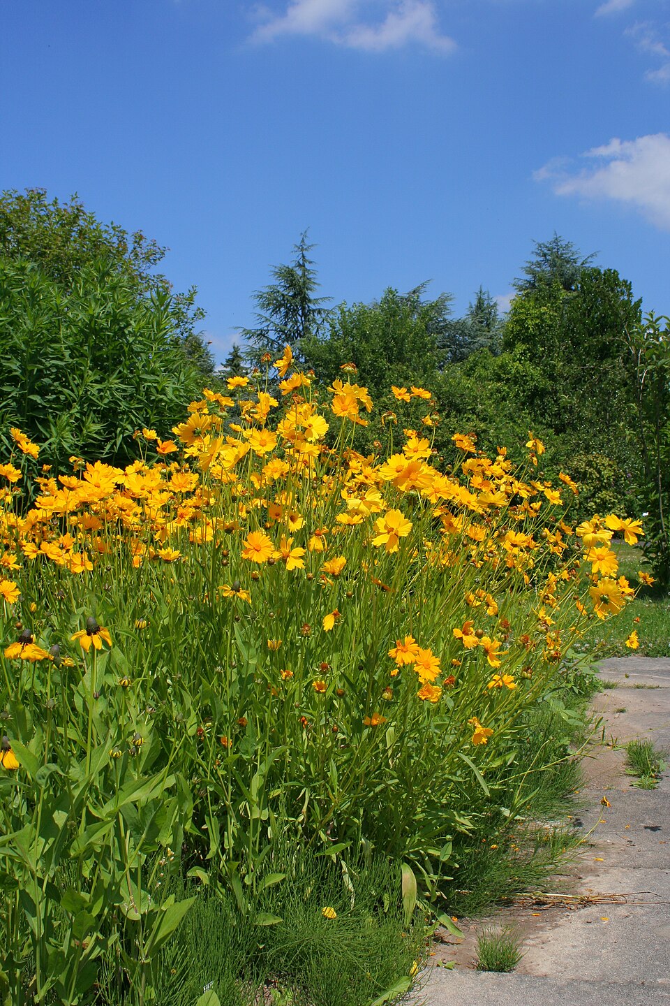 Coreopsis lanceolata (Lance-Leaved Coreopsis)