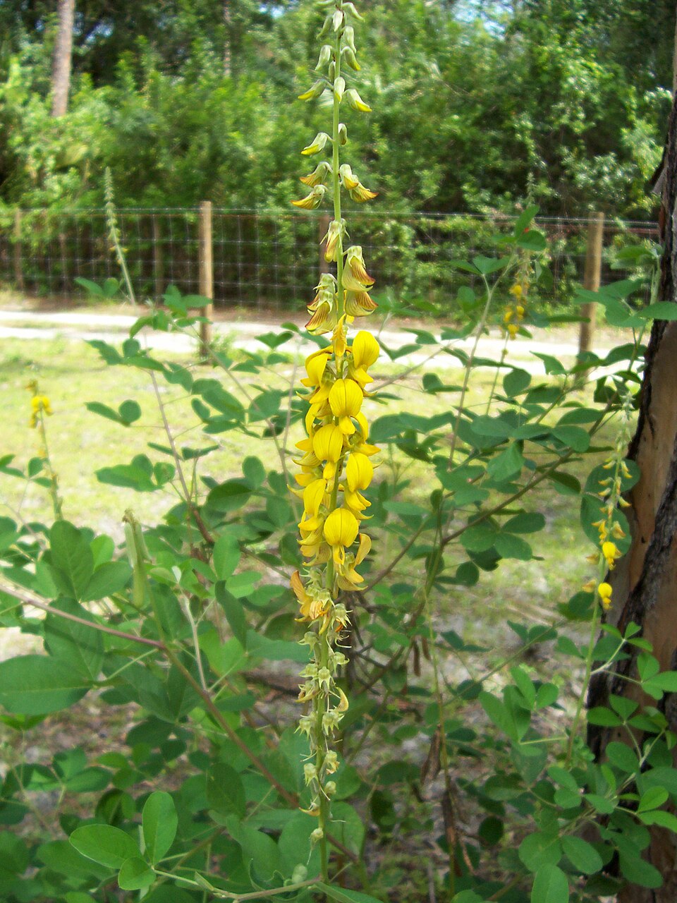 Crotalaria spectabilis (Showy Rattlebox) (alternate view 9)