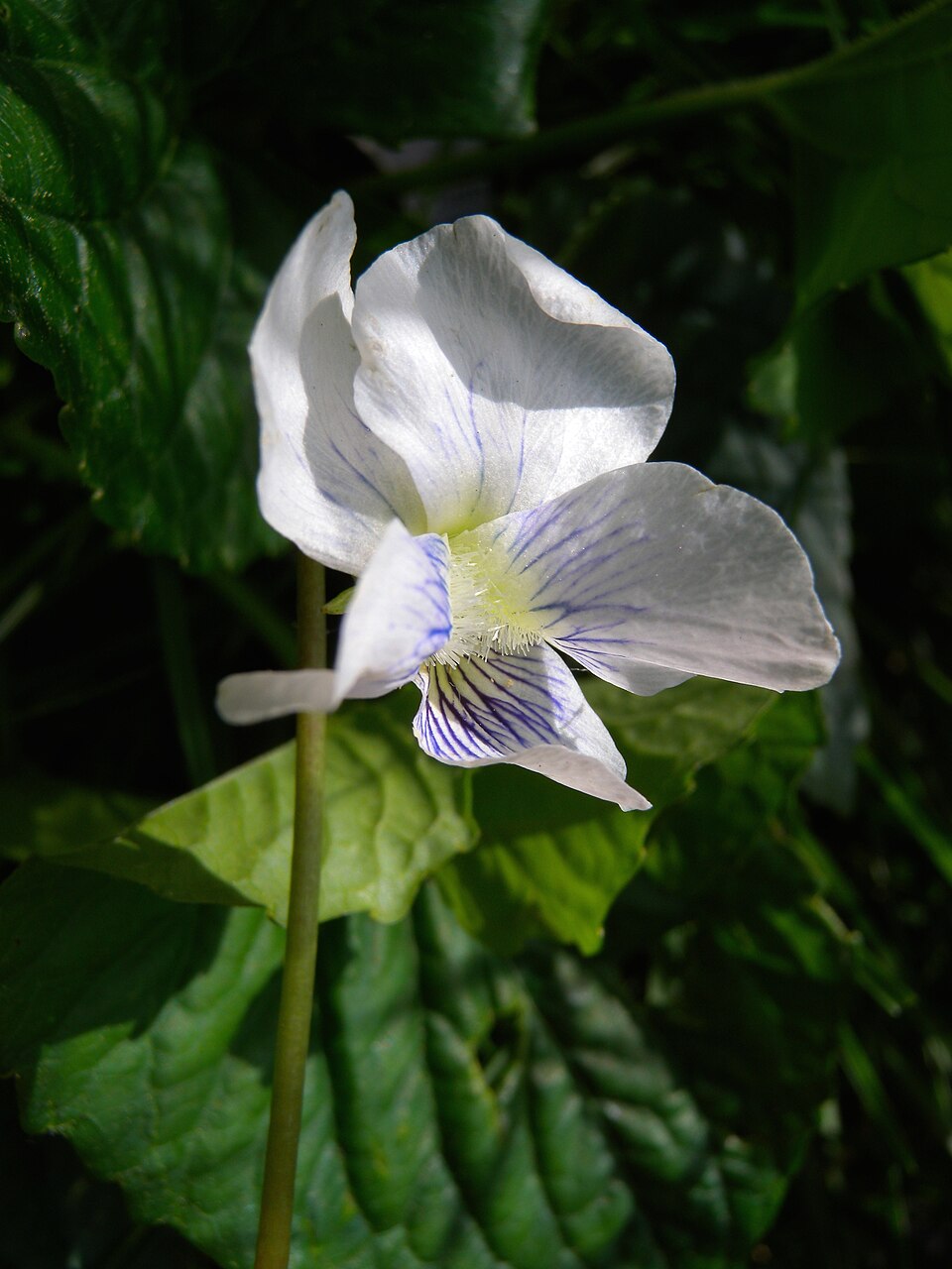 Viola cucullata (marsh blue violet) (alternate view 10)