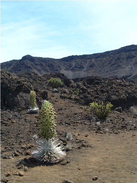 Argyroxiphium sandwicense, Silversword — mounding evergreen (Asteraceae) (image 1 of 9)