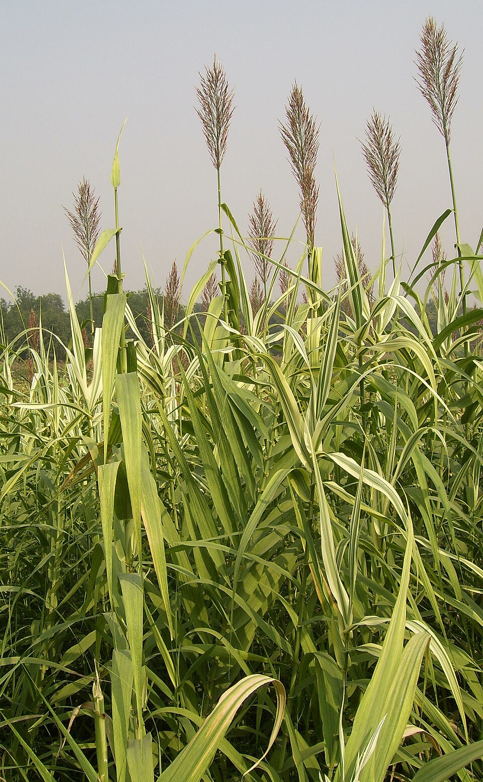 Arundo donax (giant reed)