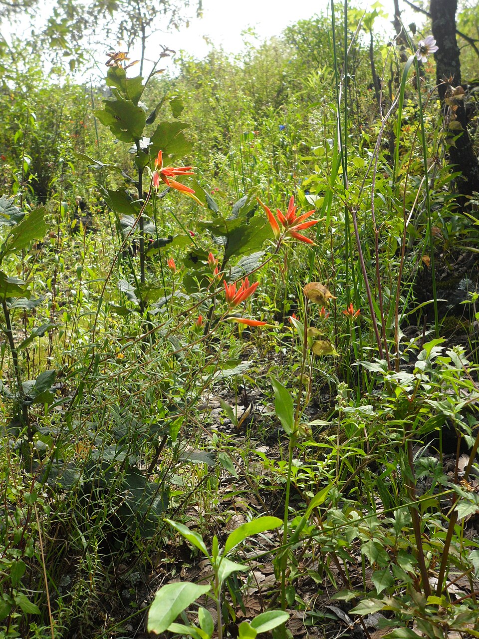Strelitzia reginae (Bird of Paradise) (alternate view 9)