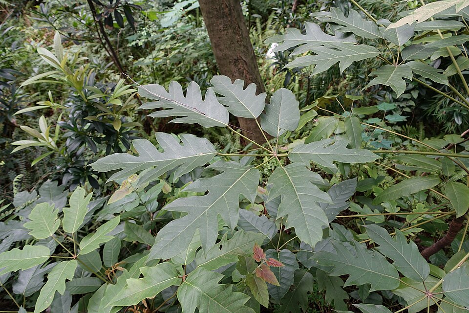 Heptapleurum delavayi (alternate view 6)