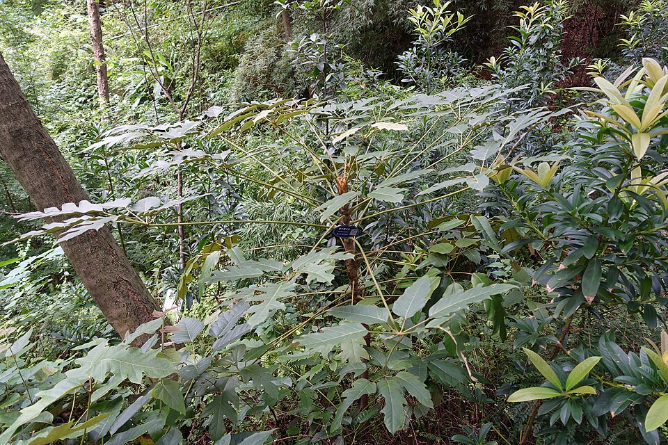 Heptapleurum delavayi (alternate view 7)