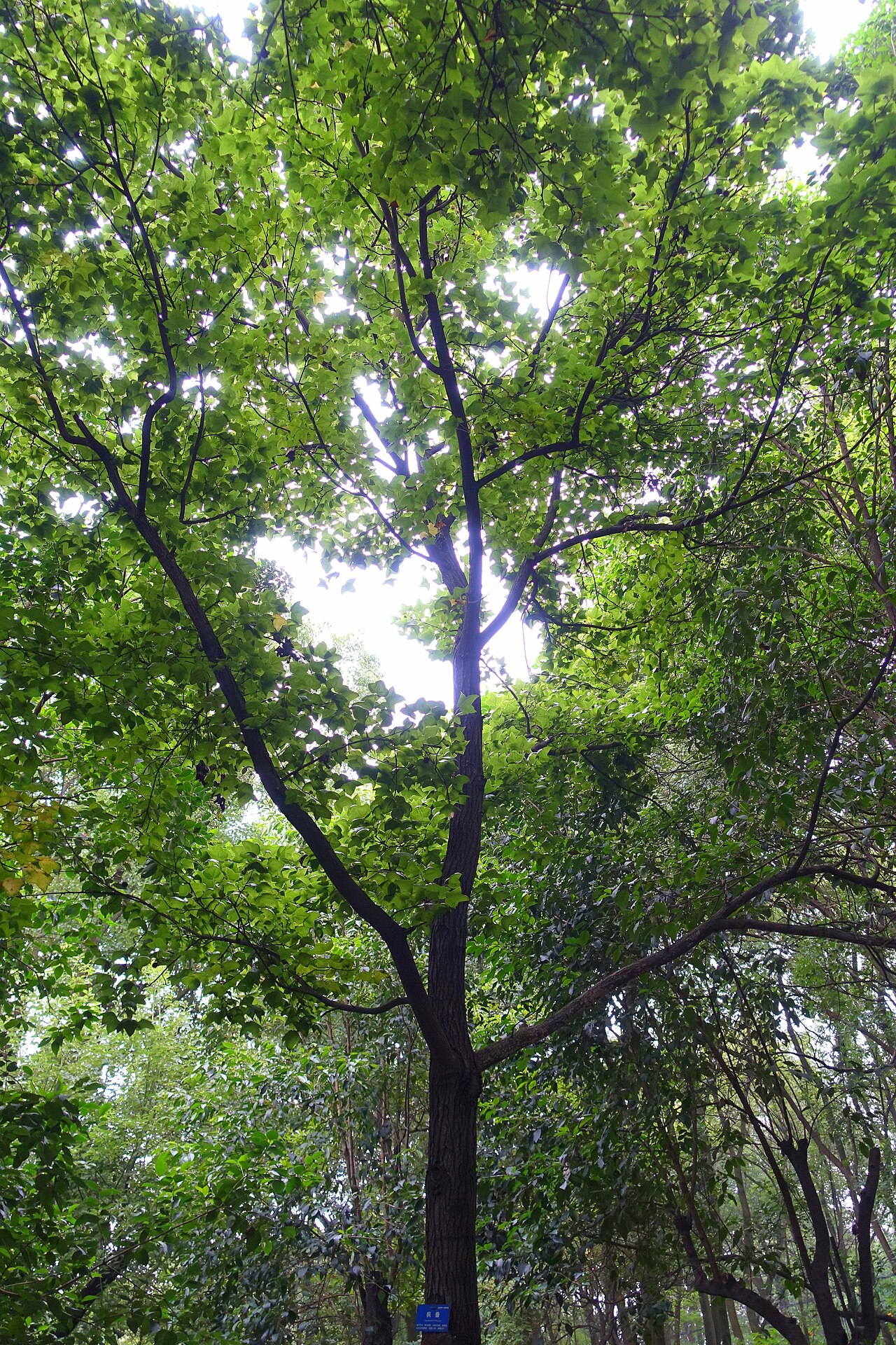 Liquidambar formosana, Chinese sweetgum — upright deciduous (Altingiaceae) (image 3 of 7)