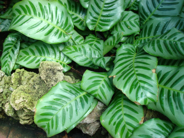 Goeppertia kegeljanii (Calathea Musaica) (alternate view 6)