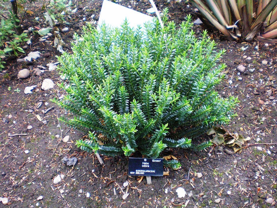 Veronica odora (boxleaf hebe) (alternate view 6)