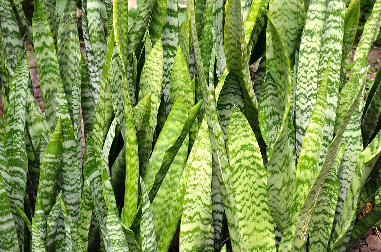 Dracaena spp., dragon trees — upright evergreen (Asparagaceae) (image 4 of 7)