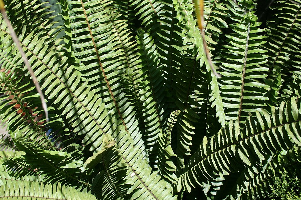 Nephrolepis (sword ferns) (alternate view 6)